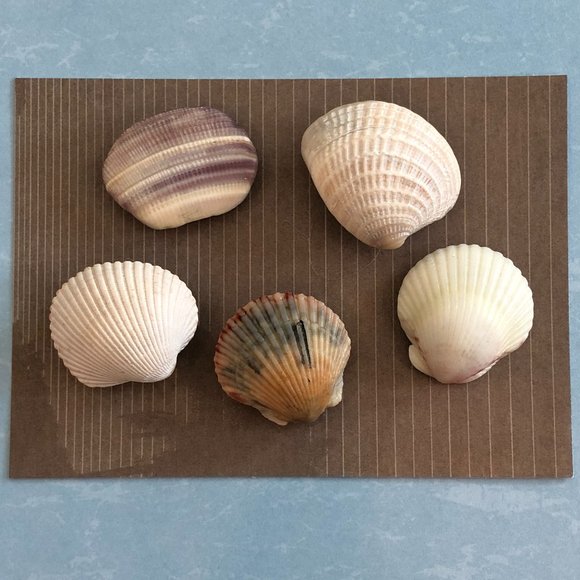 NEW Set of 5 Seashell Magnets Scallops Etc - Picture 4 of 6